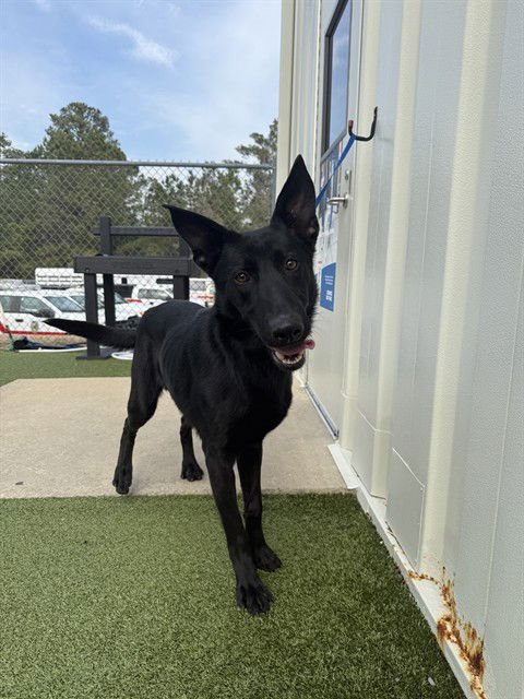 SLINKY - German Shepherd Dog available for adoption