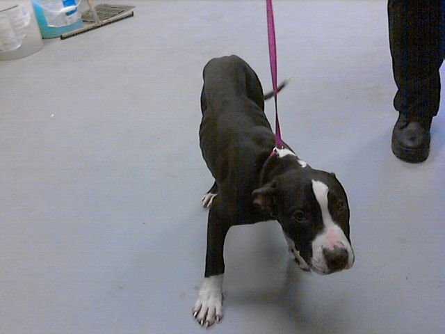 MICKEY MOUSE - Pit Bull Terrier available for adoption