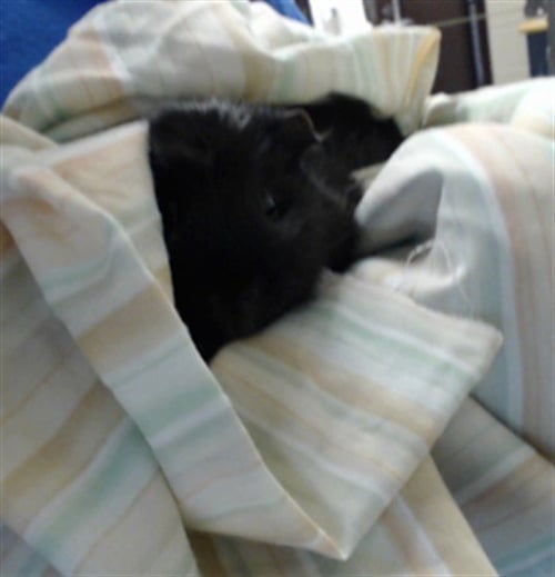 ONYX - Guinea Pig available for adoption