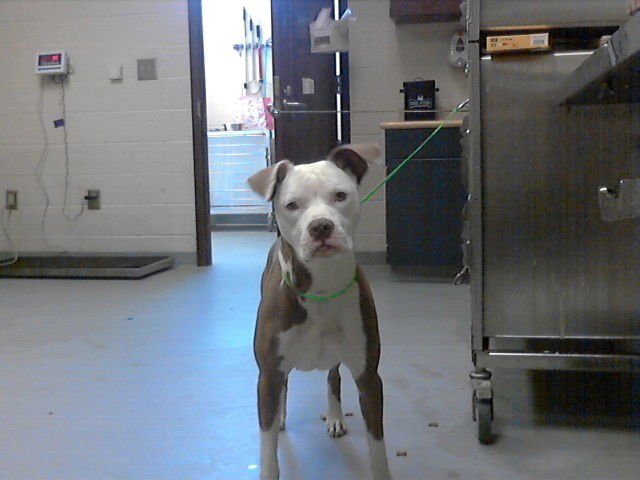 LULLABY - Pit Bull Terrier available for adoption