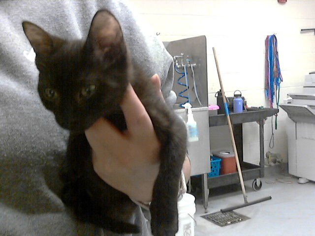 A425618 - Domestic Short Hair available for adoption