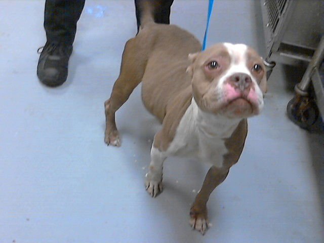 CHRISSY - Pit Bull Terrier available for adoption