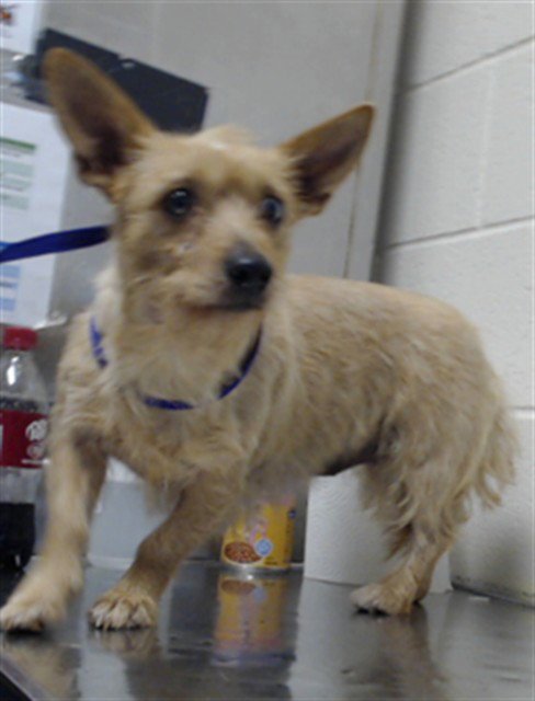 SKY - Chihuahua available for adoption