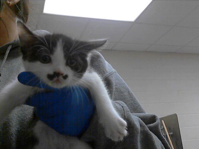 PISTACHIO - Domestic Short Hair available for adoption