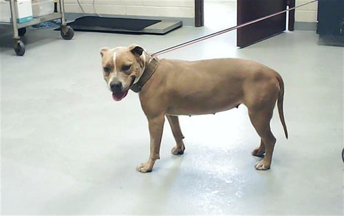 DORY - Pit Bull Terrier available for adoption