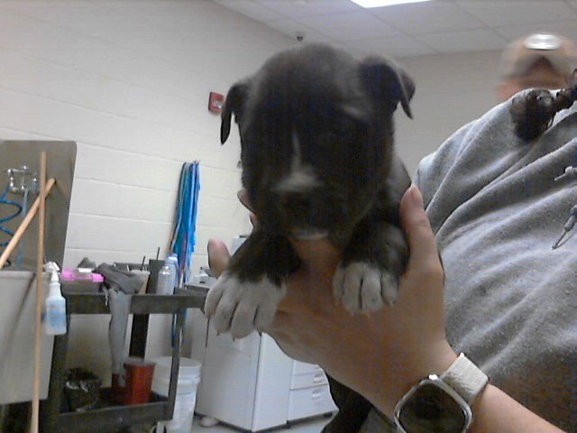 MAKKO - Pit Bull Terrier available for adoption