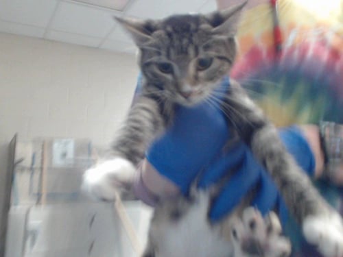 MARTHA - Domestic Short Hair available for adoption