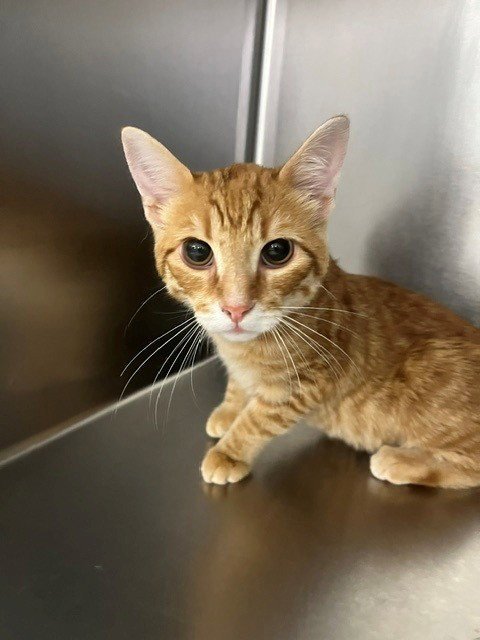 BERNIE - Domestic Short Hair available for adoption