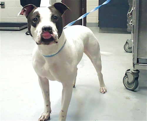 CLYDE - Pit Bull Terrier available for adoption