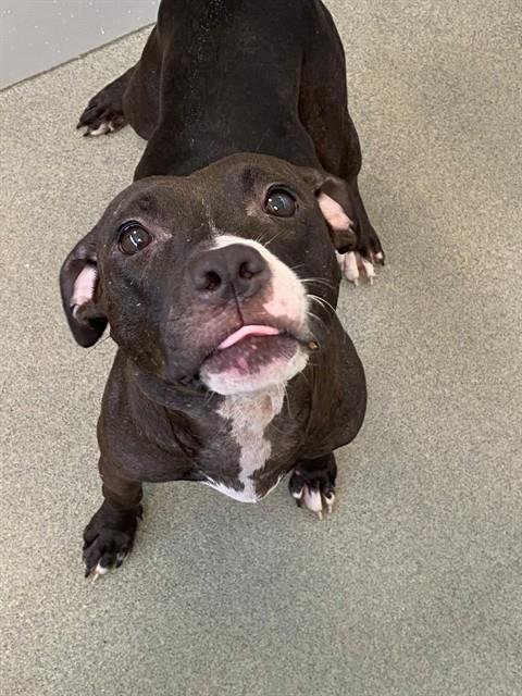 LILLITH - Pit Bull Terrier available for adoption