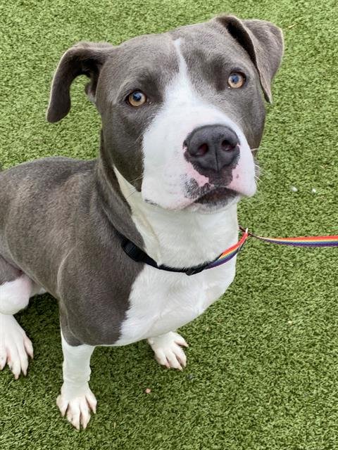 RYAN - Pit Bull Terrier available for adoption