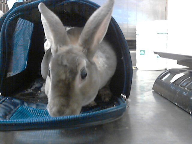 A427458 - Shorthaired Rabbit available for adoption