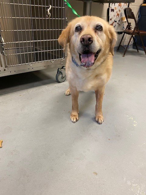 EVA - Labrador Retriever available for adoption