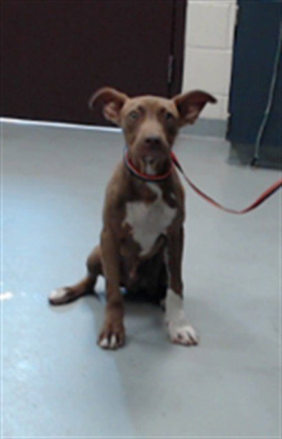GUSTAVO - Pit Bull Terrier available for adoption