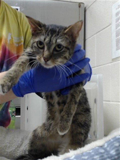 SPOON - Domestic Short Hair for adoption in Fayetteville