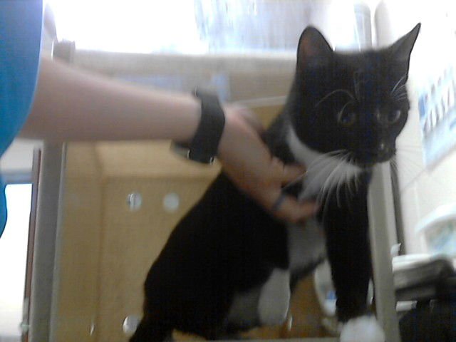 QUEEN ELIZABETH - Domestic Short Hair available for adoption