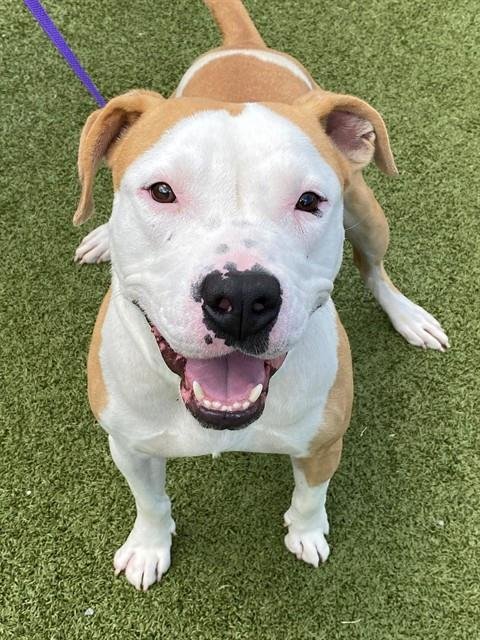 DUMBO - Pit Bull Terrier available for adoption