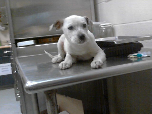 A427066 - Pit Bull Terrier available for adoption