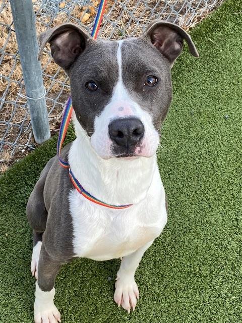 RUFIO - Pit Bull Terrier available for adoption