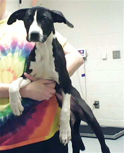 A430106 - Pit Bull Terrier / Labrador Retriever available for adoption