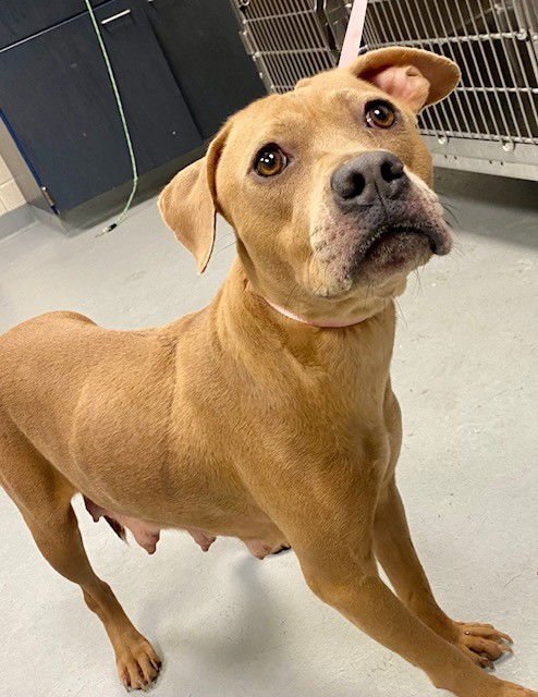 LOLA - Pit Bull Terrier available for adoption