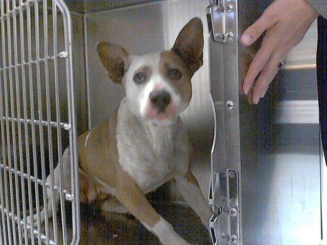 FIJI - Pit Bull Terrier available for adoption