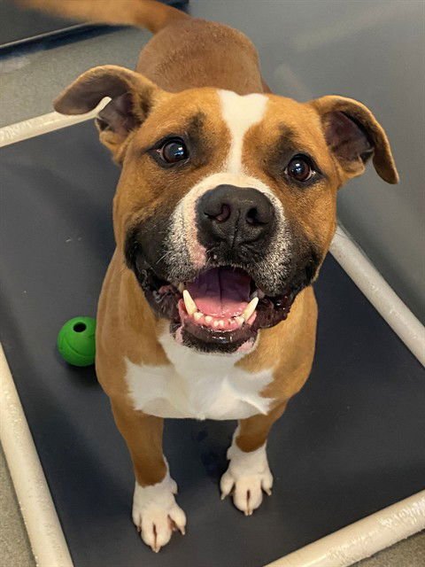 MONEY - Pit Bull Terrier available for adoption