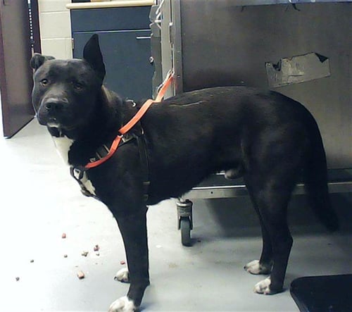 ROMEO - Pit Bull Terrier / German Shepherd Dog available for adoption