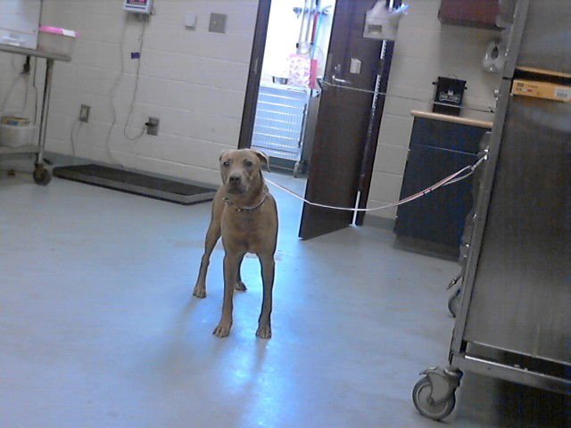 POOKA - Labrador Retriever available for adoption