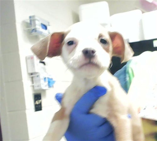 MOUSE - Pit Bull Terrier available for adoption