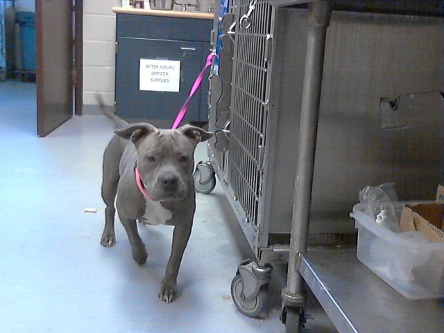 LANAI - Pit Bull Terrier available for adoption