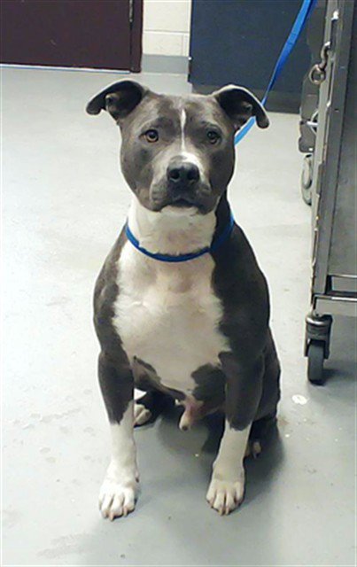A429113 - Pit Bull Terrier available for adoption
