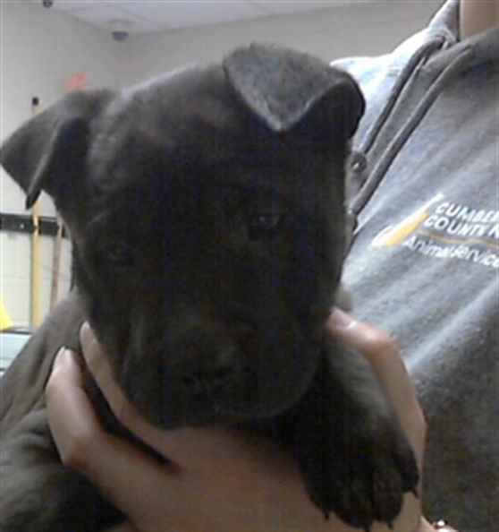 DOT - Pit Bull Terrier available for adoption