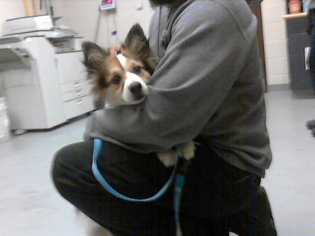 BUD - Papillon available for adoption