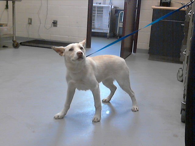 SALLY - Siberian Husky available for adoption