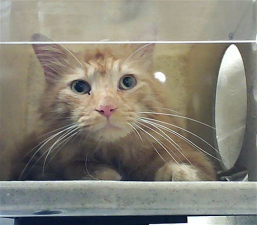 A430261 - Domestic Long Hair for adoption in Fayetteville