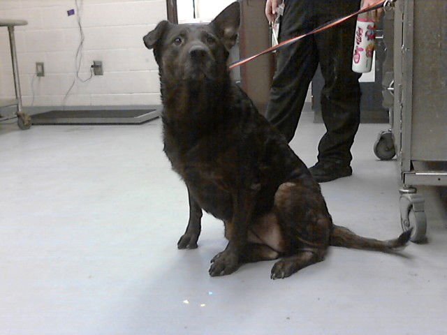 SKY - Labrador Retriever available for adoption