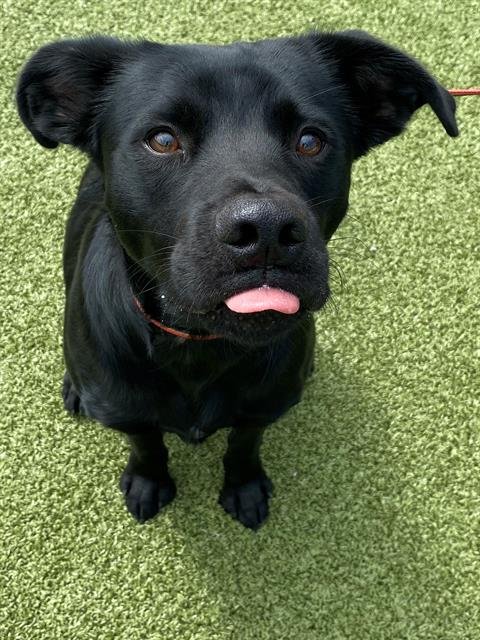 BRUCE - Labrador Retriever available for adoption