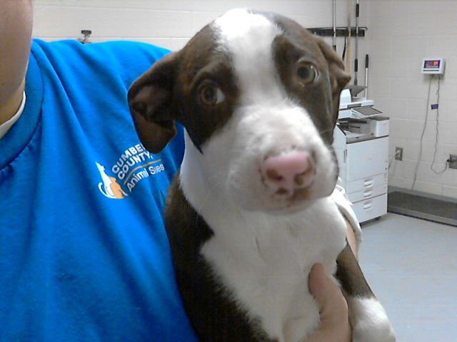 LUKE SKYBARKER - Pit Bull Terrier available for adoption