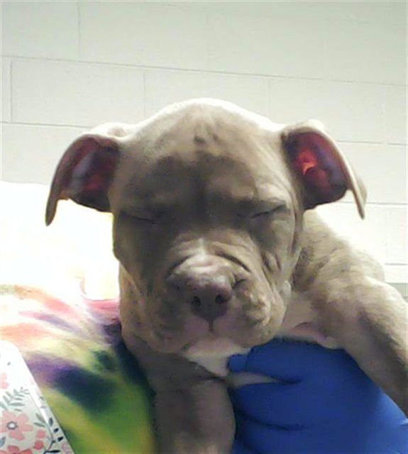 KEVIN - Pit Bull Terrier available for adoption