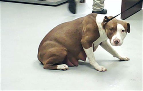 A429258 - Pit Bull Terrier available for adoption