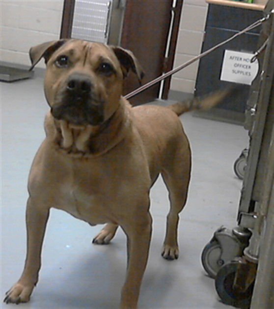 BORNEO - Pit Bull Terrier available for adoption