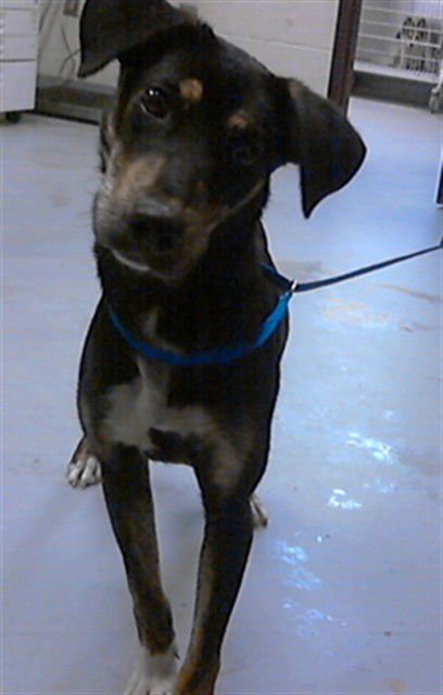 MONIQUE - Catahoula Leopard Dog available for adoption