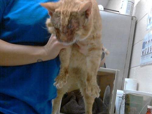 KING HAMILTON - Domestic Short Hair available for adoption