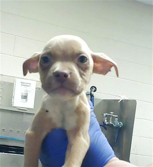 GRIMMY - Pit Bull Terrier available for adoption