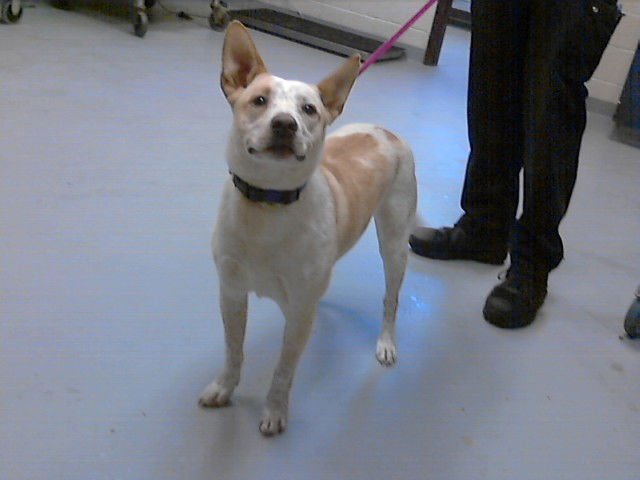 SADIE MAE - Australian Cattle Dog/Blue Heeler available for adoption