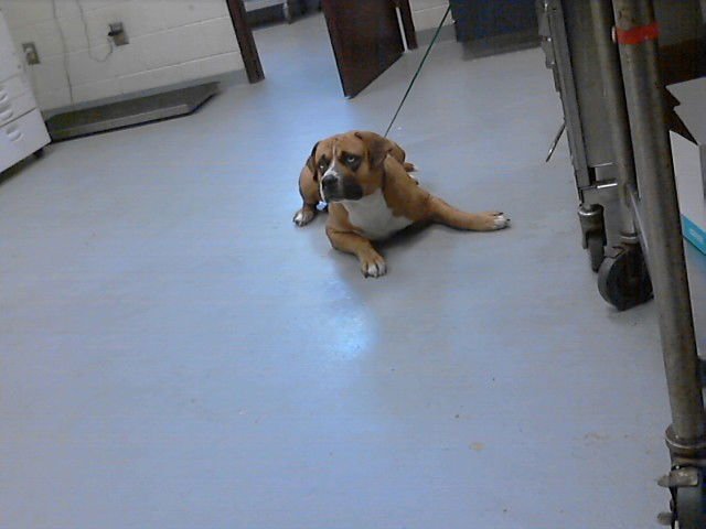 GUIDANCE - Labrador Retriever available for adoption