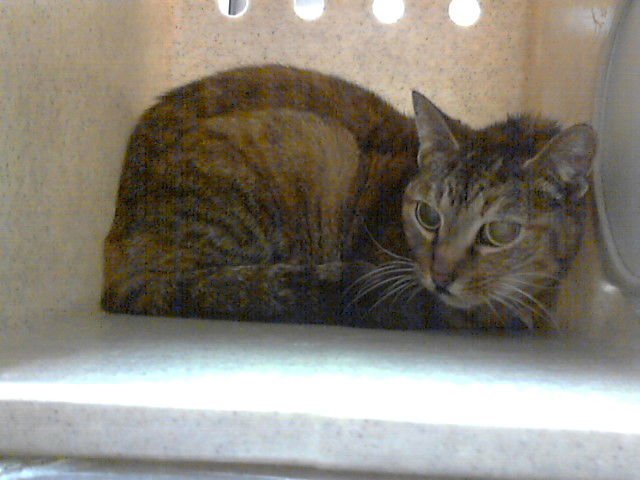 ANSLEE - Domestic Short Hair available for adoption