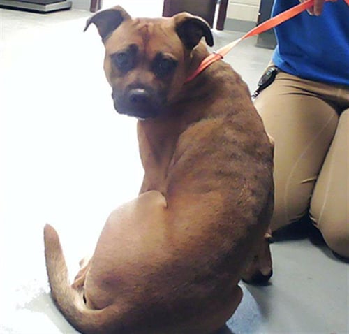 BBQ SAUCE - Boxer available for adoption