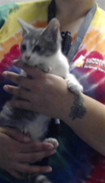 RADLEY - Domestic Short Hair available for adoption